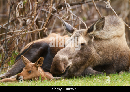 Vache et son veau, l'orignal, la Forêt Nationale de Chugach Alaska. Banque D'Images