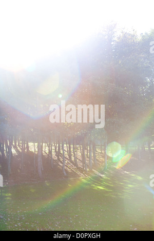 Le torchage du soleil sur un paysage en Cabinteely Park de Dublin Irlande Banque D'Images