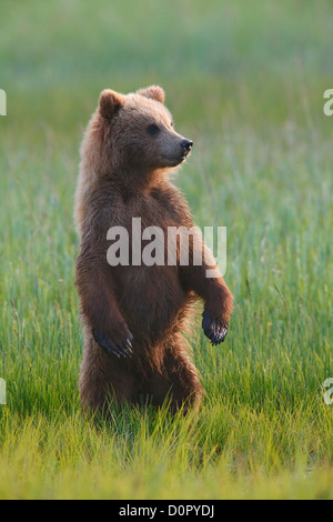 Une couleur brune ou Grizzly Bear cub printemps, Lake Clark National Park, Alaska. Banque D'Images