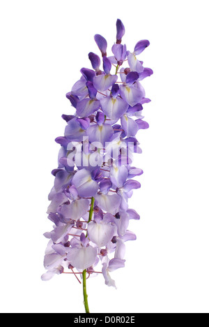 Les fleurs de glycine Banque D'Images