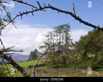 Paysage encadré sur le chemin piétonnier entre Hawkshead et loin de Sawrey dans le Lake District Angleterre UK, mélèze arbres et un mur en pierre Banque D'Images