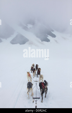 Tour de traîneau sur le bol à punch, Glacier, près de la Forêt Nationale de Chugach Girdwood, Alaska. Banque D'Images