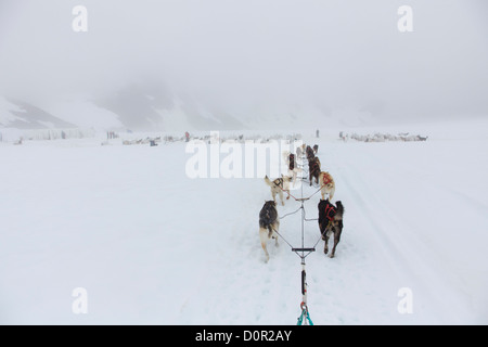 Tour de traîneau sur le bol à punch, Glacier, près de la Forêt Nationale de Chugach Girdwood, Alaska. Banque D'Images