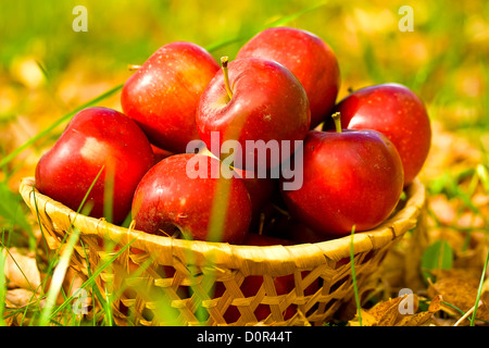 Pommes rouges dans panier en osier Banque D'Images