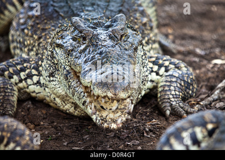 Crocodile, alligator sur un boeuf Banque D'Images