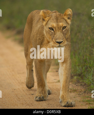 Lionne africaine marche à travers le Parc National Kruger Banque D'Images