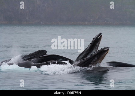 Les baleines à bosse sur une jambe l'alimentation, Kenai Fjords National Park, près de Seward, en Alaska. Banque D'Images