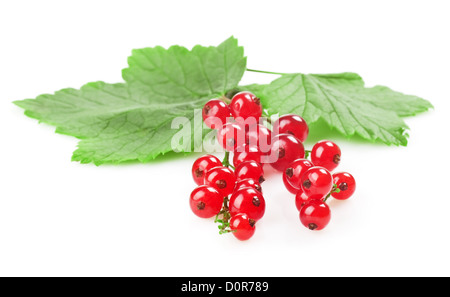 groseille rouge Banque D'Images