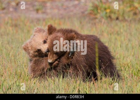 Brown triplet ou Grizzly bear cubs printemps, Lake Clark National Park, Alaska. Banque D'Images