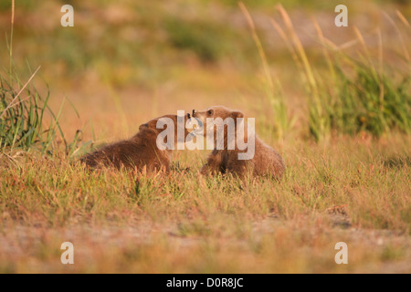 Brown triplet ou Grizzly bear cubs printemps, Lake Clark National Park, Alaska. Banque D'Images