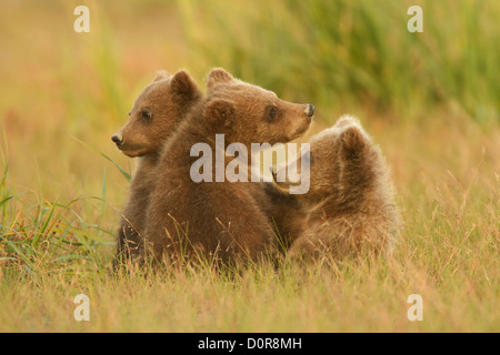 Brown triplet ou Grizzly bear cubs printemps, Lake Clark National Park, Alaska. Banque D'Images