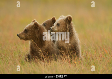 Brown triplet ou Grizzly bear cubs printemps, Lake Clark National Park, Alaska. Banque D'Images