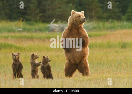 Sow avec Brown Triplet ou Grizzly bear cubs printemps, Lake Clark National Park, Alaska. Banque D'Images