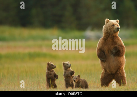 Sow avec Brown Triplet ou Grizzly bear cubs printemps, Lake Clark National Park, Alaska. Banque D'Images