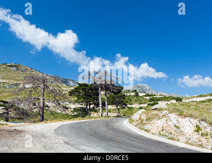 Col Llogara d'été (Albanie) Banque D'Images