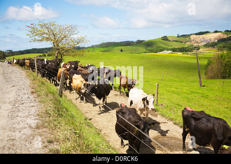 Un troupeau de vaches laitières, marchant le long d'une voie, rural Northland, North Island, New Zealand. Banque D'Images