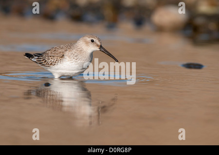 Le bécasseau variable Calidris alpina à chercher de la nourriture dans une eau saline. Banque D'Images