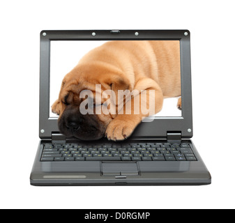 petit ordinateur portable Banque D'Images