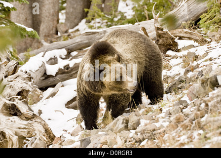 Dans la nature de l'ours grizzli Banque D'Images