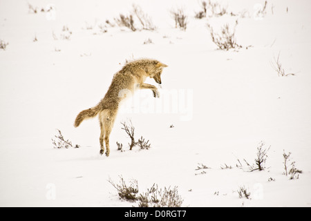 Coyote bondissant dans l'hiver de Yellowstone Banque D'Images