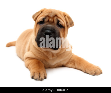 chiot de Shar pei Banque D'Images