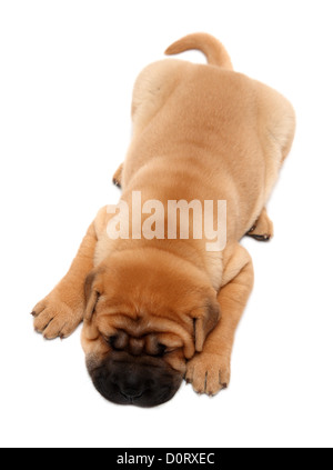 Couchage chien chiot Shar Pei Banque D'Images