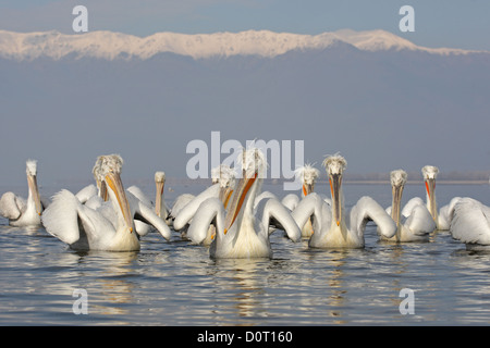 Un groupe de pélicans dalmates. Pelecanus crispus.Lake Kerkini, Grèce Banque D'Images