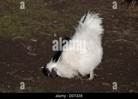 Silkie blanc Poulet (Gallus domesticus) à se nourrir dans les prairies ouvertes Banque D'Images