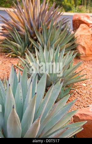 Siècle les plantes (Agave americana) dans la région de Sedona, Arizona Banque D'Images