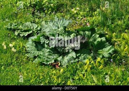 La rhubarbe (Rheum rhaponticum) croissant dans le potager (avril). Banque D'Images