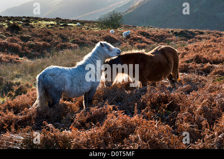 Poneys sauvages brouter sur le long Mynd, Shropshire, au Royaume-Uni, par un froid matin d'automne Banque D'Images