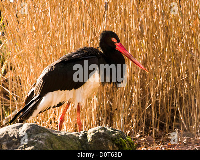 Aves, Berne, Ciconia nigra, Ciconiidae, Dählhölzli, faune, dans le canton de Berne, bec, ciconiiformes, cigogne noire, la Suisse, la cigogne, sto Banque D'Images