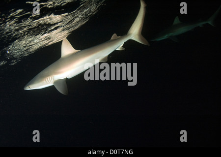 Les requins gris de récif de nuit Carcharhinus amblyrhynhos au récif Kingman Banque D'Images