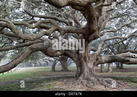 Coastal Live Oak, parc national de Goose Island, brouillard côtier. Banque D'Images