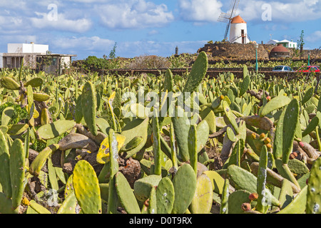 Champs Lanzaroti Espagne Cactus Guatiza Banque D'Images