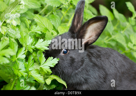 Les lapins de l'Alaska, bunny, le lapin, l'Alaska, la race, l'élevage de lapins, le lapin éleveur, fourrure, animal, animal domestique, le caresser, le nourrir, le vert f Banque D'Images