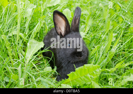 Les lapins de l'Alaska, bunny, le lapin, l'Alaska, la race, l'élevage de lapins, le lapin éleveur, fourrure, animal, animal domestique, le caresser, le nourrir, le vert f Banque D'Images