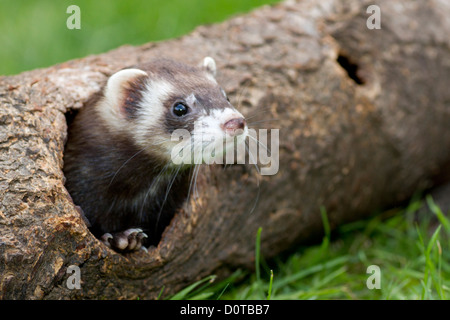 Mustela putorius furo, furets, domestiquée, Hunt, animal de chasse, doux, mignon, Rabbit Hunt, la chasse, l'animal, l'assistant Banque D'Images