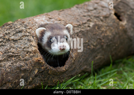 Mustela putorius furo, furets, Frett, domestiquée, Hunt, animal de chasse, doux, mignon, Rabbit Hunt, la chasse, l'animal, l'assistant Banque D'Images