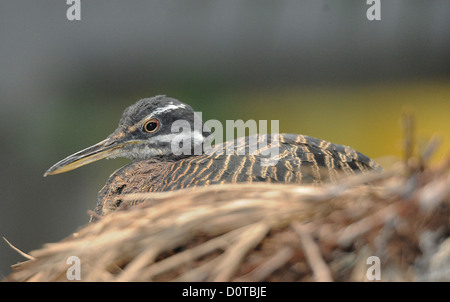 Oiseau, nid, brown, le petit blongios, le soleil eurypyga helias, Banque D'Images