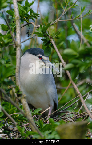 Nachtreiher,Nycticorax nycticorax Bihoreau gris, noir Banque D'Images