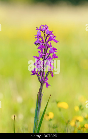 Robustes, Knabenkraut Orchis Orchis palustris, robusta robusta ssp. Banque D'Images