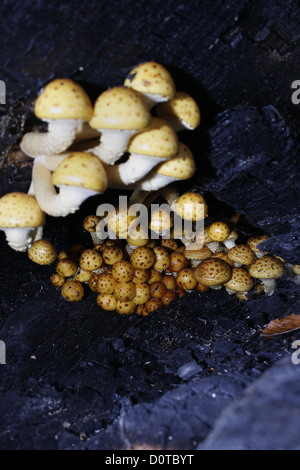 Les champignons poussant dans Scalycap or dead tree trunk Pholiota aurivella Banque D'Images