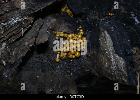 Les champignons poussant dans Scalycap or dead tree trunk Pholiota aurivella Banque D'Images