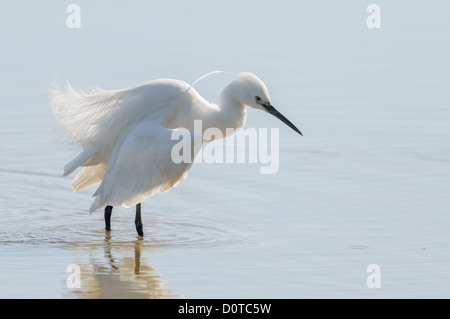 Seidenreiher, Egretta garzetta, aigrette garzette Banque D'Images