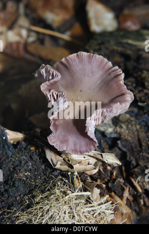 L'améthyste séducteur dans la litière de Laccaria amethystina Banque D'Images