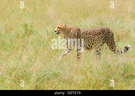 Cheetah dans le domaine Banque D'Images