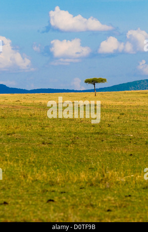 Arbre dans la savane, le paysage africain typique Banque D'Images