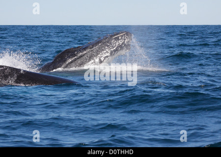 Des profils baleine à bosse (Megaptera novaeangliae) sphyhopping à Byron Bay, New South Whales, Australie Banque D'Images