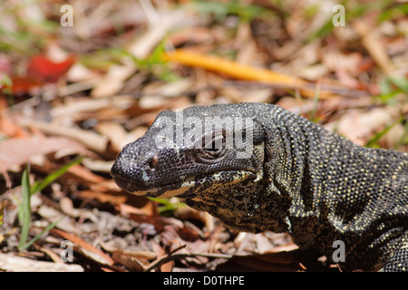 Lace Monitor / Goanna (Varanus varius), dernier verre National Park, New South Wales (NSW), l'Australie Banque D'Images